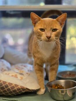 Peter -  Domestic Short Hair Cat for Adoption in Carthage, Missouri - Peter | PetCurious
