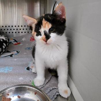 Amelia Furheart -  Domestic Short Hair Cat for Adoption in Denver, Colorado - Amelia Furheart | PetCurious