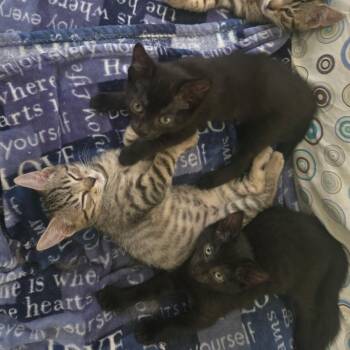 Minnie, Mickey, Daisy, Donald, Goofy, Pluto -  Domestic Short Hair Cat for Adoption in Buffalo, New York - Minnie, Mickey, Daisy, Donald, Goofy, Pluto | PetCurious