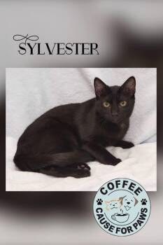 Sylvester -  Domestic Short Hair Cat for Adoption in Douglas, Georgia - Sylvester | PetCurious