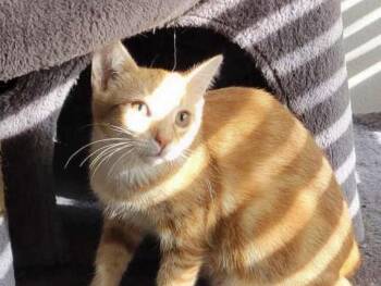 Miki -  Domestic Short Hair Cat for Adoption in Riverside, California - Miki | PetCurious