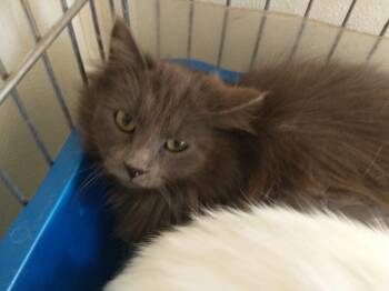 Domestic Medium Hair Cats Available for Adoption in Saint James, Minnesota - Violet | PetCurious