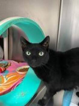 Domestic Short Hair Cats Available for Adoption - Serena | PetCurious