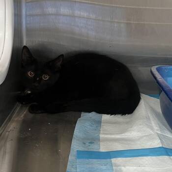 Nyx -  Domestic Short Hair Cat for Adoption in Richmond Hill, Georgia - Nyx | PetCurious