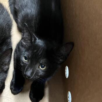 Domestic Short Hair Cats Available for Adoption in Tampa, Florida - Tito | PetCurious