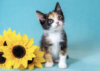 Glitter -  Domestic Short Hair Cat for Adoption in North Babylon, New York - Glitter | PetCurious