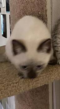Sally -  Siamese Cat for Adoption in San Antonio, Texas - Sally | PetCurious