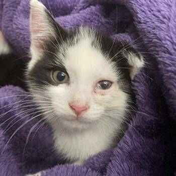 Rescue Domestic Short Hair Cats for Adoption - Carter | PetCurious