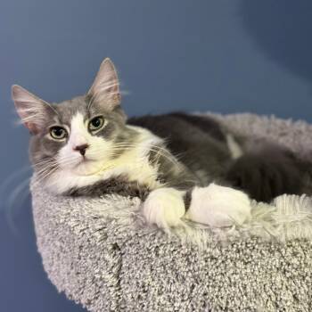 Rescue Domestic Long Hair Cats for Adoption in Durham, North Carolina - Fluffy | PetCurious