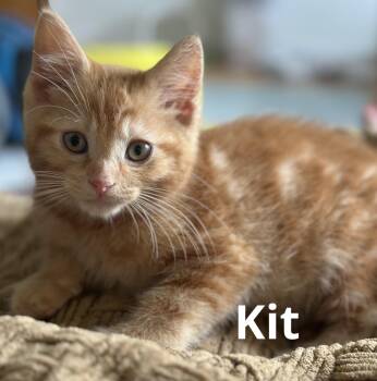 KIT & KAT -  Domestic Short Hair Cat for Adoption in Kenosha, Wisconsin - KIT & KAT | PetCurious
