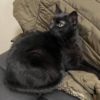 Domestic Short Hair Cats Available for Adoption - Alfredo | PetCurious