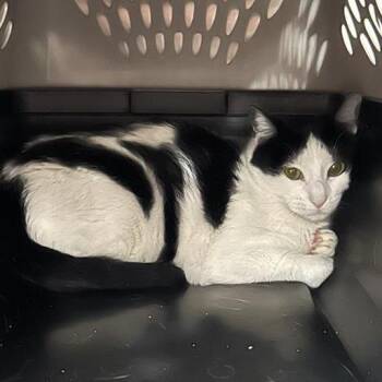 "Pistachio" -  Domestic Short Hair Cat for Adoption in Salt Lake City, Utah - "Pistachio" | PetCurious