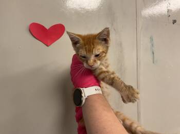 EVAN -  Domestic Short Hair Cat for Adoption in Ontario, California - EVAN | PetCurious