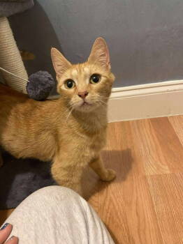 Rescue Domestic Short Hair Cats for Adoption in Social Circle, Georgia - Eleanor | PetCurious