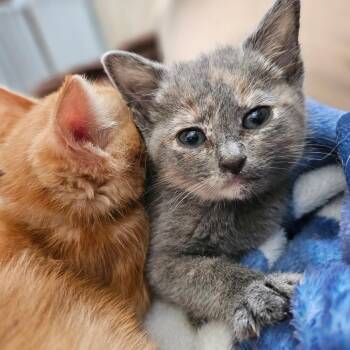 Domestic Medium Hair Cats Available for Adoption in Fort Worth, Texas - Freckles Purple | PetCurious