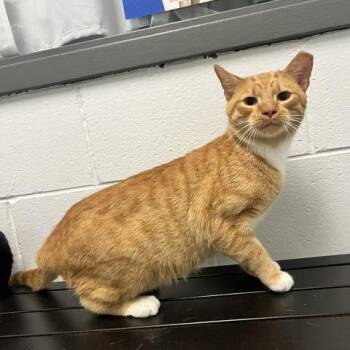 Marmalade -  Domestic Short Hair Cat for Adoption in Dayton, Ohio - Marmalade | PetCurious