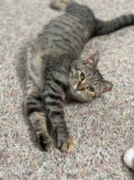 Rescue Domestic Short Hair Cats for Adoption in Boiling Springs, Pennsylvania - Mabel | PetCurious