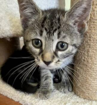 Identity Theft -  Domestic Short Hair Cat for Adoption in Trenton, New Jersey - Identity Theft | PetCurious