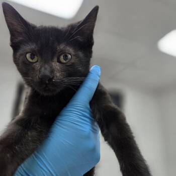 Bismuth -  Domestic Short Hair Cat for Adoption in Incline Village, Nevada - Bismuth | PetCurious