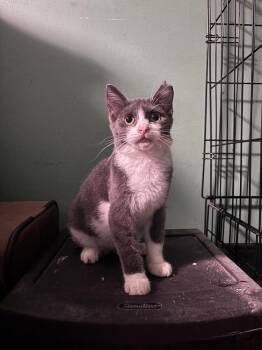 Violet -  Domestic Short Hair Cat for Adoption in Milton, Delaware - Violet | PetCurious