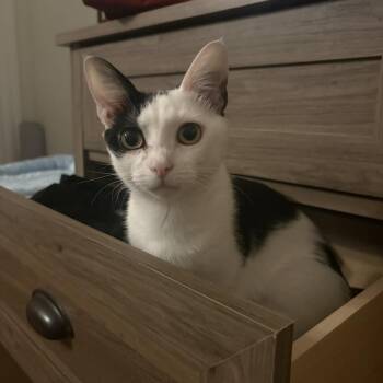 Starla -  Domestic Short Hair Cat for Adoption in Richmond, Virginia - Starla | PetCurious