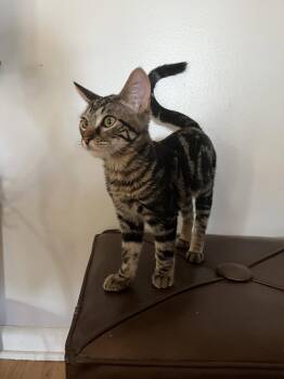 Wiki Stick -  Domestic Short Hair Cat for Adoption in Denver, Colorado - Wiki Stick | PetCurious