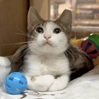 Hesn -  Domestic Short Hair Cat for Adoption in Panama City, Florida - Hesn | PetCurious