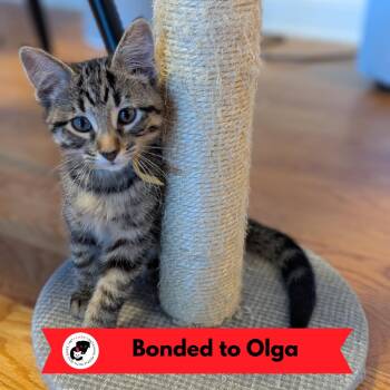 Obie -  Domestic Short Hair Cat for Adoption in Skokie, Illinois - Obie | PetCurious