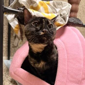 Trina -  Domestic Short Hair Cat for Adoption in Merriam, Kansas - Trina | PetCurious