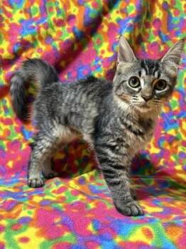 Button -  Domestic Short Hair Cat for Adoption in Burlington, Wisconsin - Button | PetCurious
