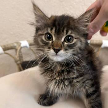 Demi -  Domestic Long Hair Cat for Adoption in Medford, Oregon - Demi | PetCurious