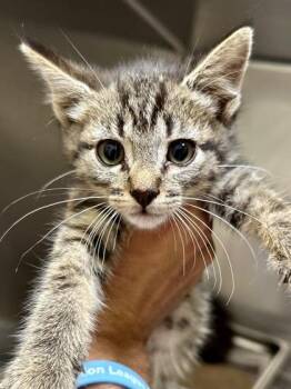 Ziggy -  Domestic Short Hair Cat for Adoption in Wichita, Kansas - Ziggy | PetCurious
