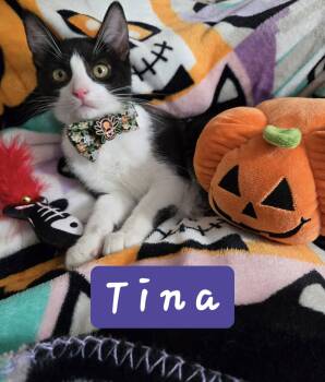 Rescue Domestic Short Hair Cats for Adoption in Mansfield, Texas - Tina | PetCurious