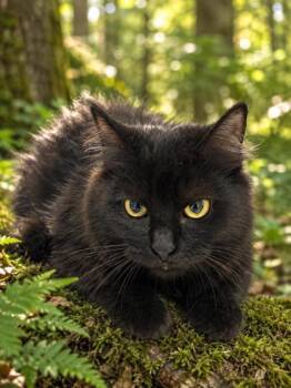 Jade 592-26 -  Domestic Medium Hair and Domestic Short Hair Cat for Adoption in Cumming, Georgia - Jade 592-26 | PetCurious