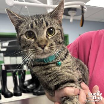 Domestic Short Hair Cats Available for Adoption - Babe Ruth | PetCurious