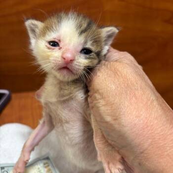 Stuart 1854RJ11 - -  Domestic Short Hair Cat for Adoption in Columbia, Missouri - Stuart 1854RJ11 - | PetCurious
