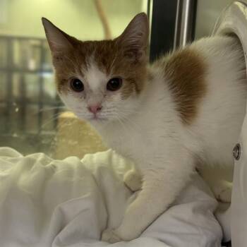 Rescue Domestic Short Hair Cats for Adoption in Thousand Palms, California - CUSTARD | PetCurious