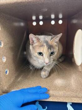 TOASTY -  Domestic Short Hair Cat for Adoption in Woodland, California - TOASTY | PetCurious