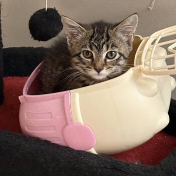 Micky McMuffin -  Domestic Short Hair Cat for Adoption in Fredericksburg, Virginia - Micky McMuffin | PetCurious