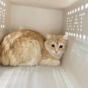 Michael -  Domestic Medium Hair Cat for Adoption in Des Moines, Iowa - Michael | PetCurious