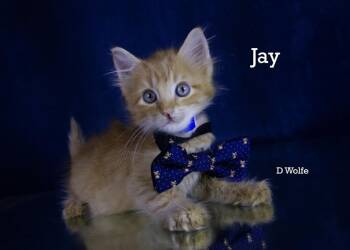 Jay -  Domestic Medium Hair and Domestic Short Hair Cat Available for Adoption in York, Nebraska - Jay | PetCurious