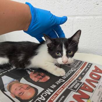 Ox -  Domestic Short Hair Cat for Adoption in Edinburg, Texas - Ox | PetCurious