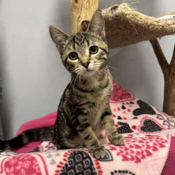 Domestic Short Hair Cats Available for Adoption - Pegasus | PetCurious