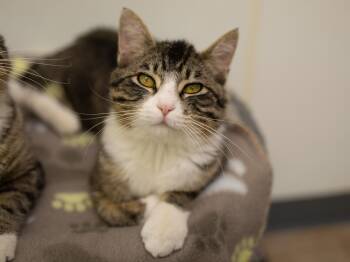 Tabby and Domestic Short Hair Cats Available for Adoption in Republic, Washington - Crockett | PetCurious