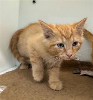 POST-IT -  Domestic Short Hair Cat for Adoption in Peoria, Illinois - POST-IT | PetCurious