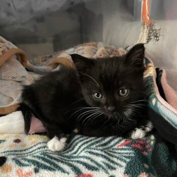 Kasilof -  Domestic Short Hair Cat for Adoption in Westminster, California - Kasilof | PetCurious