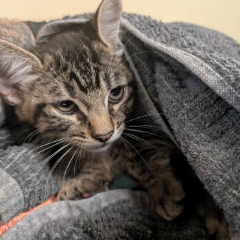 Brick -  Domestic Short Hair Cat for Adoption in Pasadena, California - Brick | PetCurious