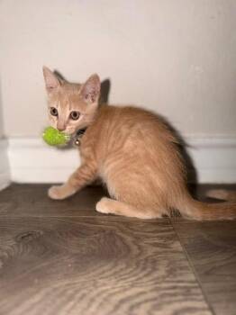 Butters -  Tabby Cat for Adoption in San Antonio, Texas - Butters | PetCurious