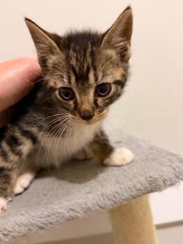 Domestic Short Hair Cats Available for Adoption in Newnan, Georgia - *Bellini | PetCurious