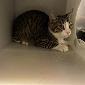 A613329 -  Domestic Medium Hair Cat for Adoption in Modesto, California - A613329 | PetCurious